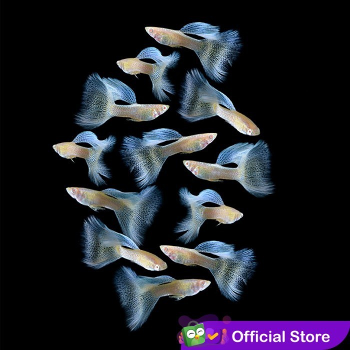 Guppy Albino Blue Lace / Ikan Hias Air Tawar Aquascape
