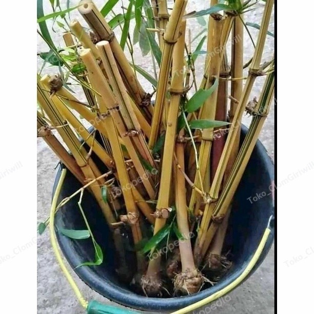 BIBIT BAMBU KUNING ASLI TANAMAN HIAS BAMBU KUNING