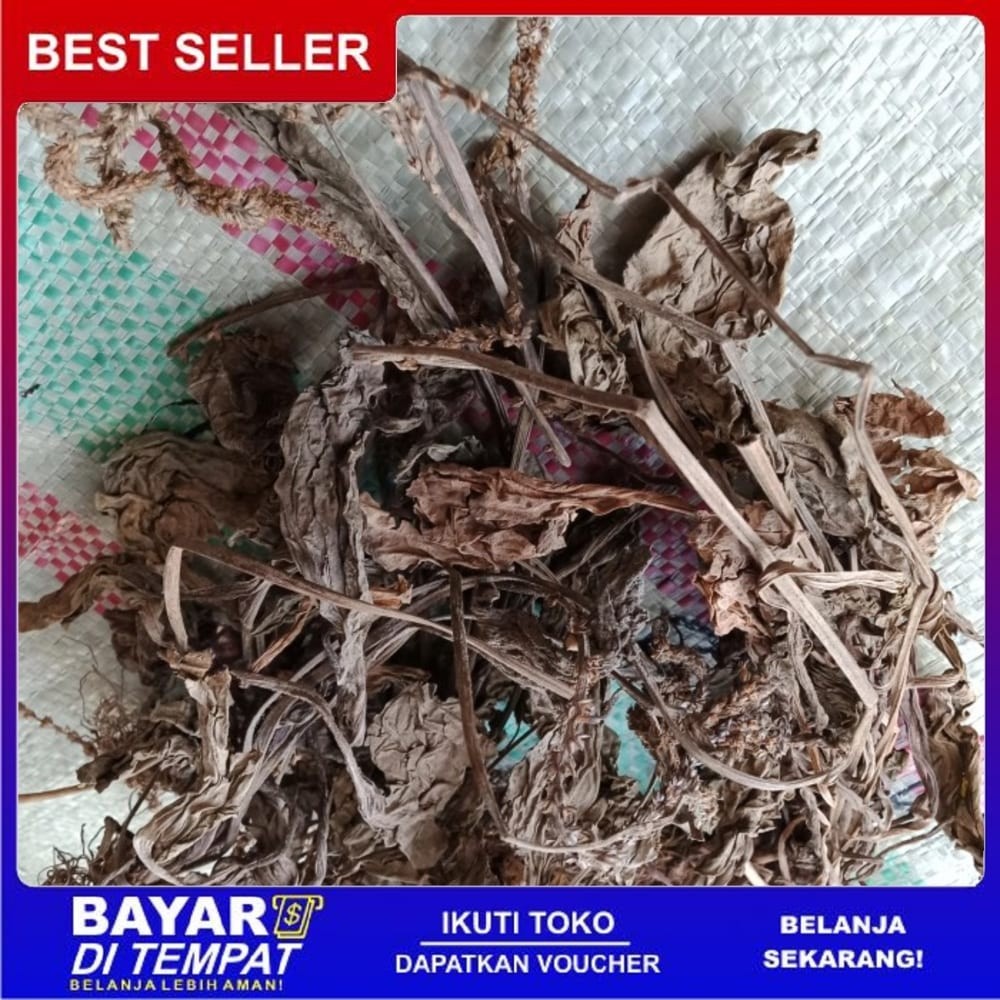 

OMH Terlaris Murah [250g] DAUN SENDOK Kering Herbal ISPA Peluruh Kencing Darah Bisul