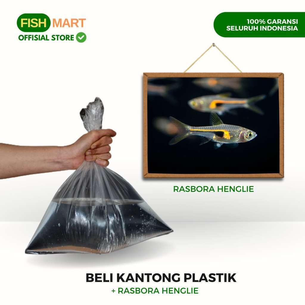 Kantong Plastik Free Rasbora Hengeli Henglie Ornamen Aquarium Aquascape Akuarium