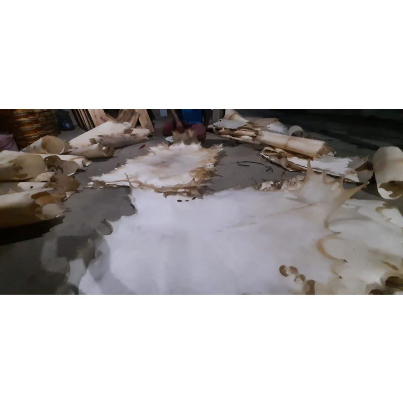 Kulit kambing jumbo, kulit bedug, gendang, hadroh, rebana dll