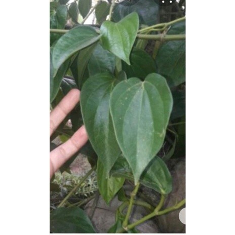 

daun herbal sirih hijau,per 1kg,di jamin fresh dan segar kang store ready