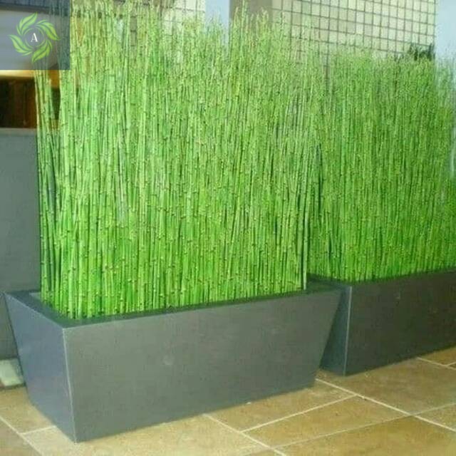 Tanaman Hias Bambu Air Mini Kualitas Premium Rumpunan, Tanaman Hias Indoor/Outdoor