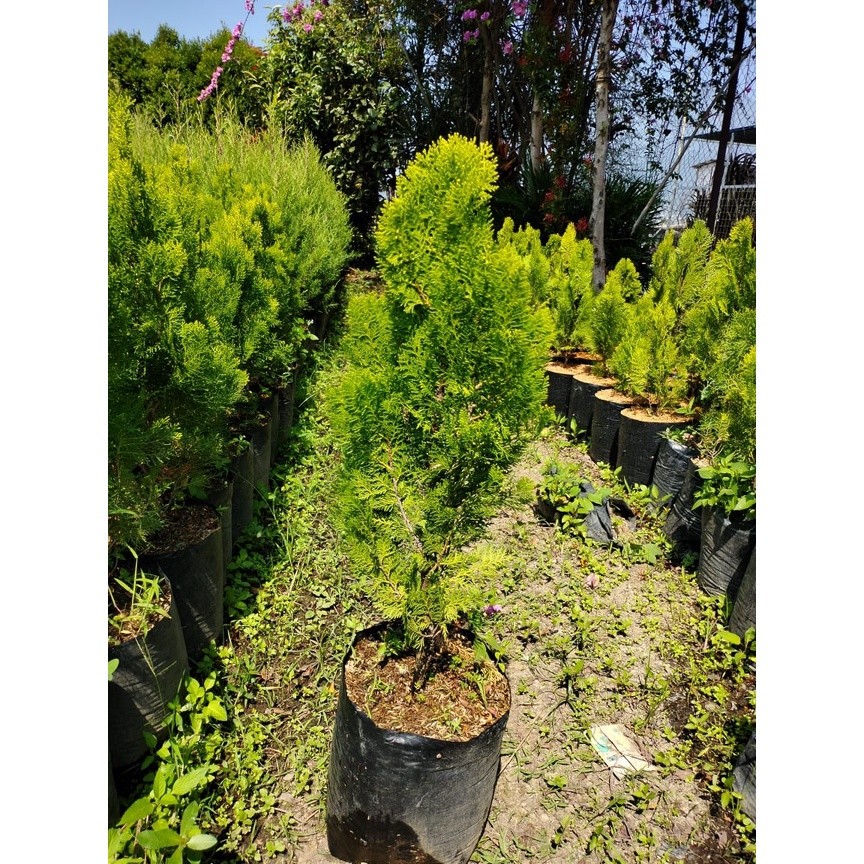 Cemara Kipas 80cm - Cemara Kipas  Besar & Tinggi - Tanaman Cemara tinggi