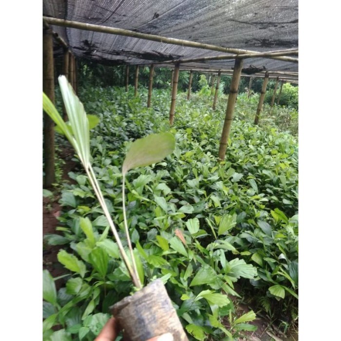 

silahkan COD bibit pohon aren siap tanam/benih pohon aren berkuakitas