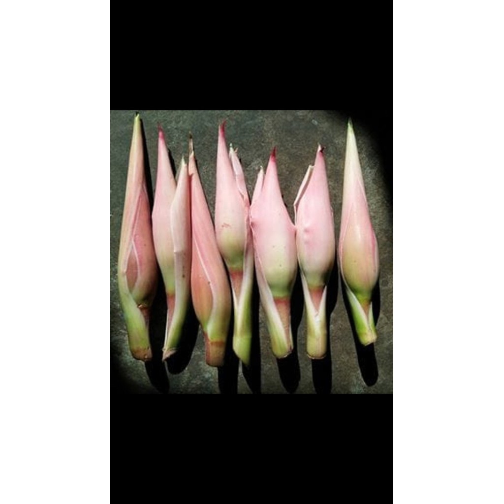 

READY KECOMBRANG/KINCUNG/KENCONG PER BUAH