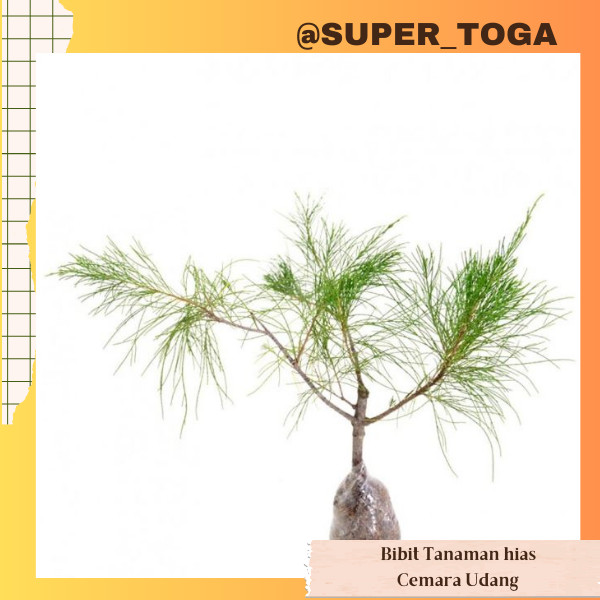CEMARA UDANG bibit cemara udang pohon cemara udang untuk bahan bonsai tanaman cemara udang