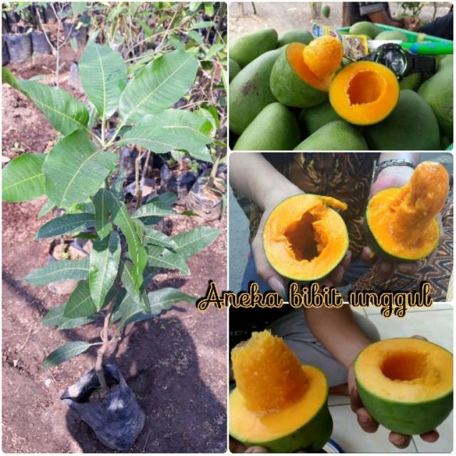 BIBIT MANGGA ALPUKAT 1 meter aneka bibit unggul nirwana