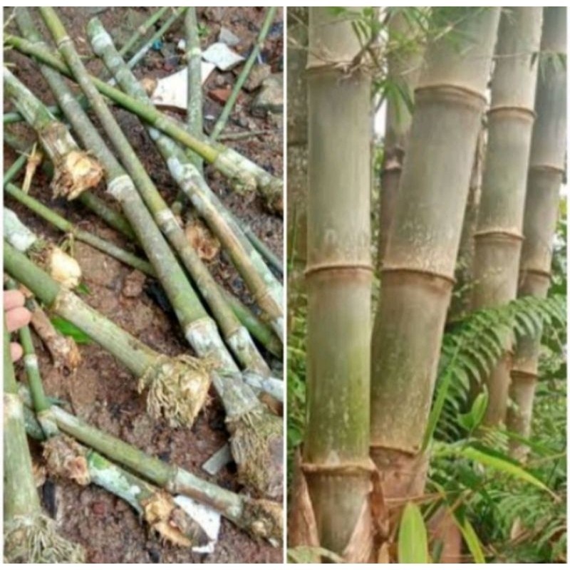 bibit tanaman bambu petung/ rebung sayur/ 35-40 cm