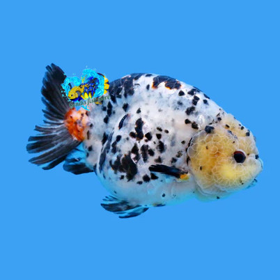 Perlengkapan aquarium Mini Cow / Ranchu Sapi Jumbo / Sapi Air / Ranchu Jumbo Sapi Calico 11-12 cm Gr