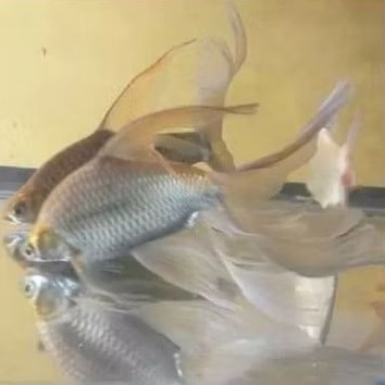 Tankmate aquarium Kebutuhan akuarium hias Ikan Kaviat slayer albino longfin 8-12 cmtankmate arowana 