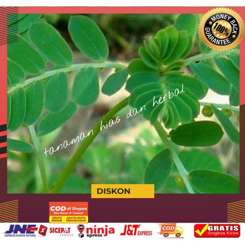

Daun meniram segar obat herbal alami termurah 500gram bisa COD