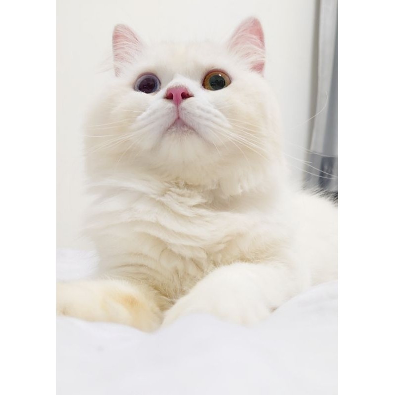 Kucing Putih Persia Mainecoon Odd eye Langka