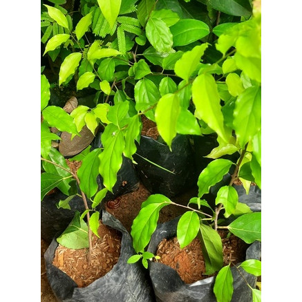 Bibit Tanaman Buah Plum Aussie - Bibit Plum genjah cepat berbuah