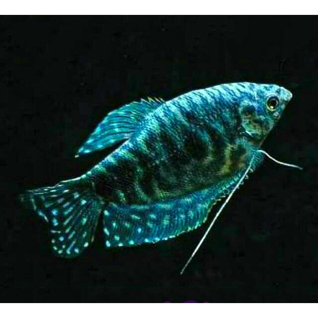 Sepat Biru / Rosbi / Ikan Hias Air Tawar / Ikan Hias Aquascape