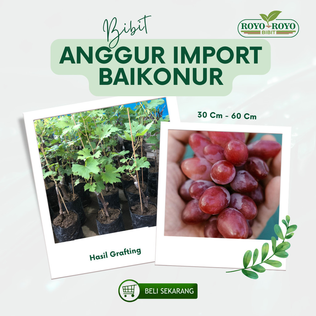 Bibit Anggur Import Baikonur Asli Ukraina Grafting - Anggur Import Siap Tanam