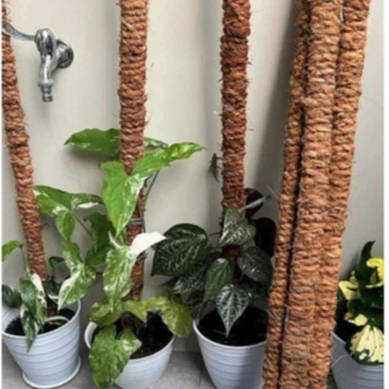 Turus Bambu Penyangga tanaman