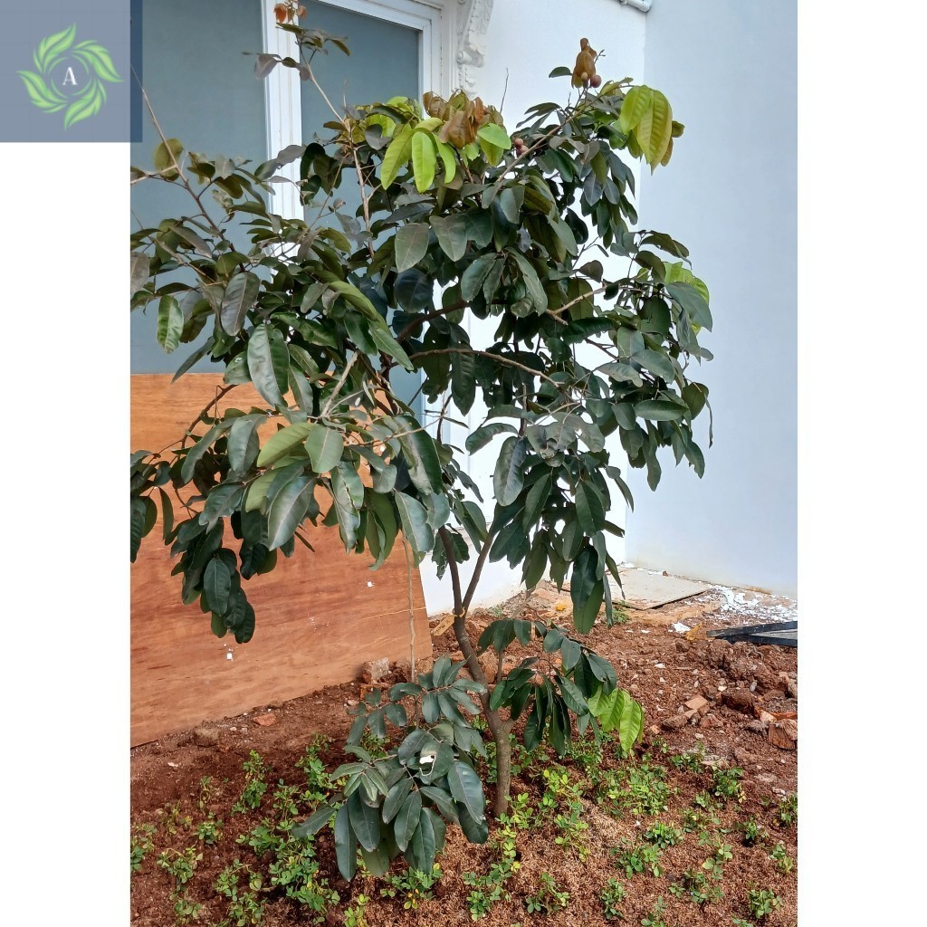 Pohon Buah Kelenkeng, Tanaman Buah Dalam Pot