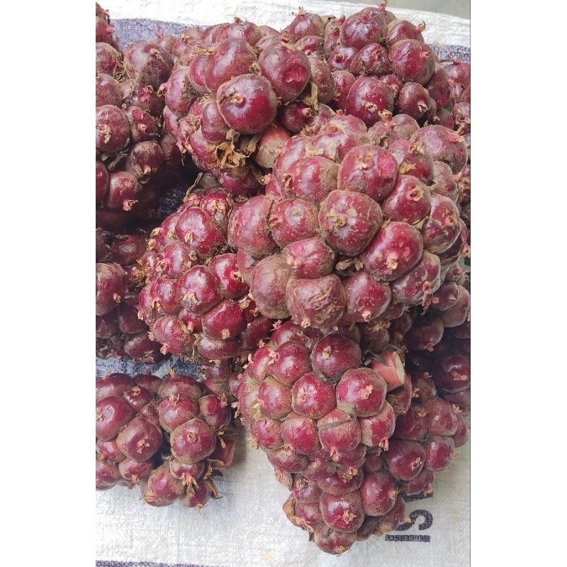 

Buah Honje Merah Segar/ Honje Laka Fresh Buat Bahan Rujak 1 Kg Stok Terbatas FBH