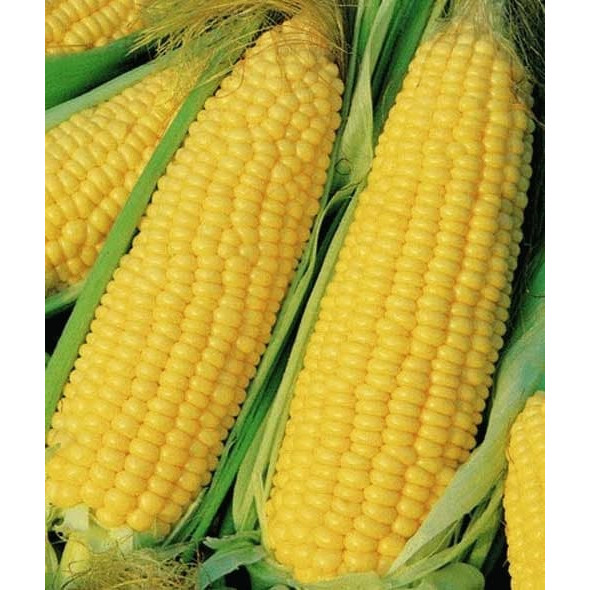 

Jagung Manis Kulit 1 kg - Fresh Sweet Corn 1 Kg