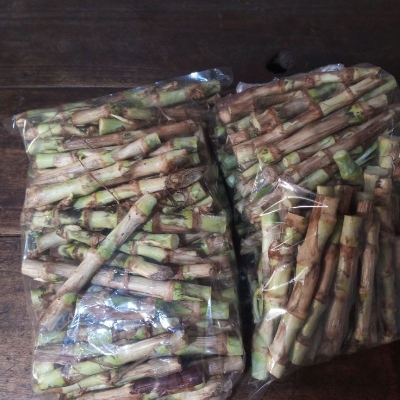 bibit rumput odot isi 50 batang