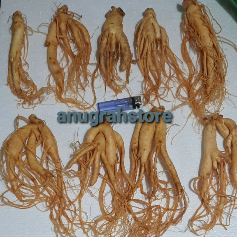 Ginseng Merah Korea Asli Perbatang - Anugrah Megah