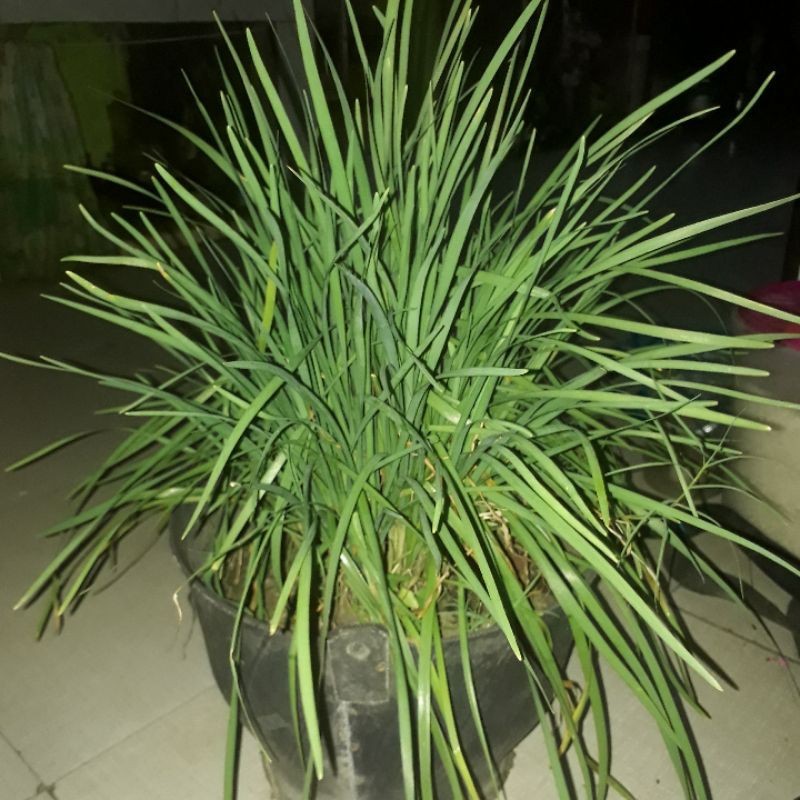 bibit daun kucai/bawang kucai