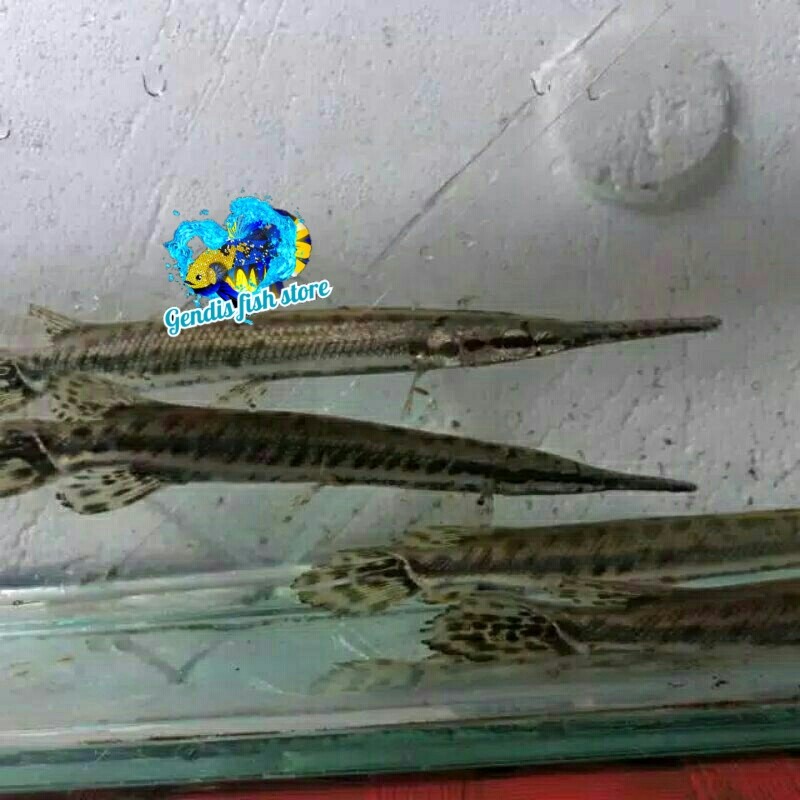 Tankmate aquarium Hiasan aquarium / ikan florida 11-14 cm besar berkualitas