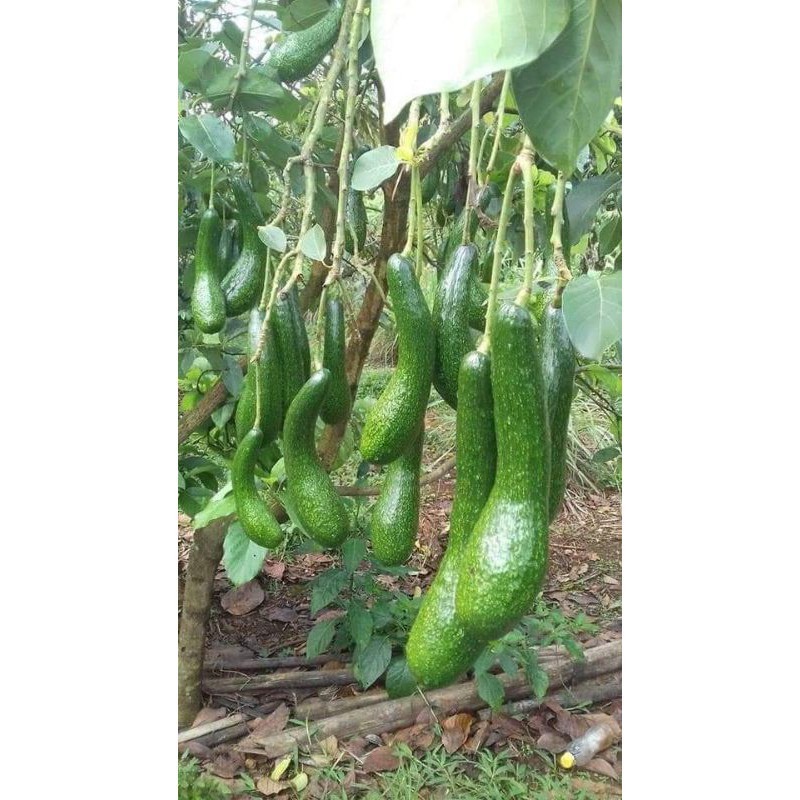 ENTRES ALPUKAT IMPORT CUBA ,PAKCHONG , BOO KONG TEN , BUCCANER ,BOOTH 7 ,PINKERTON , SAB 034