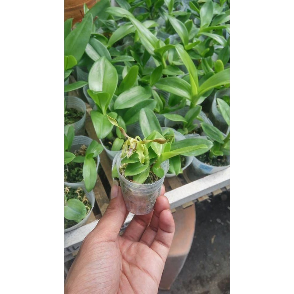 Anggrek Dendrobium Melintir - Seedling Dendro Bunga Melintir - tanaman