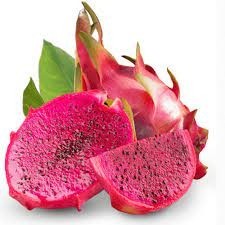 Bibit buah naga merah (Hylocereus costaricensis.) - bibit buah naga - naga merah murah