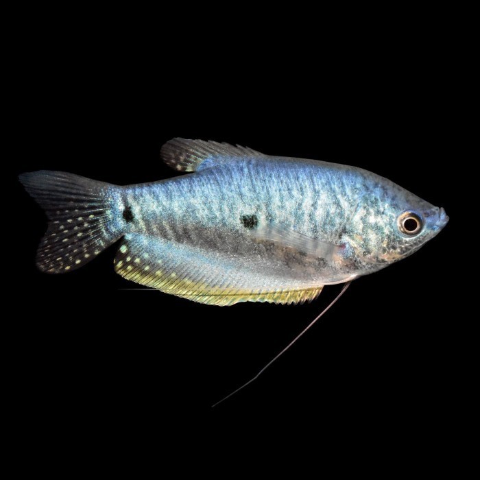 Sepat Trichopodus Trichopterus / Ikan Hias Air Tawar / Ikan Hias Aquascape