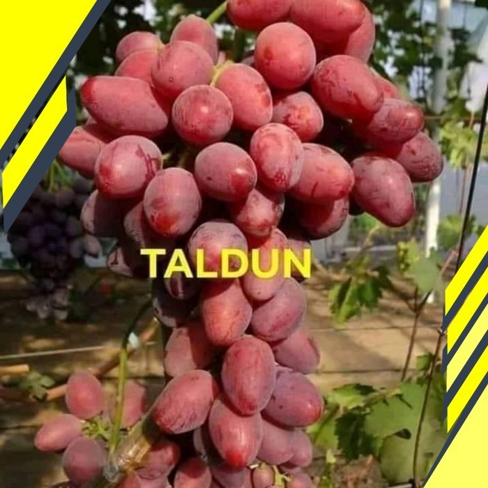 Fresshh BIBIT ANGGUR IMPOR TALDUN SEDLES GRAFTING