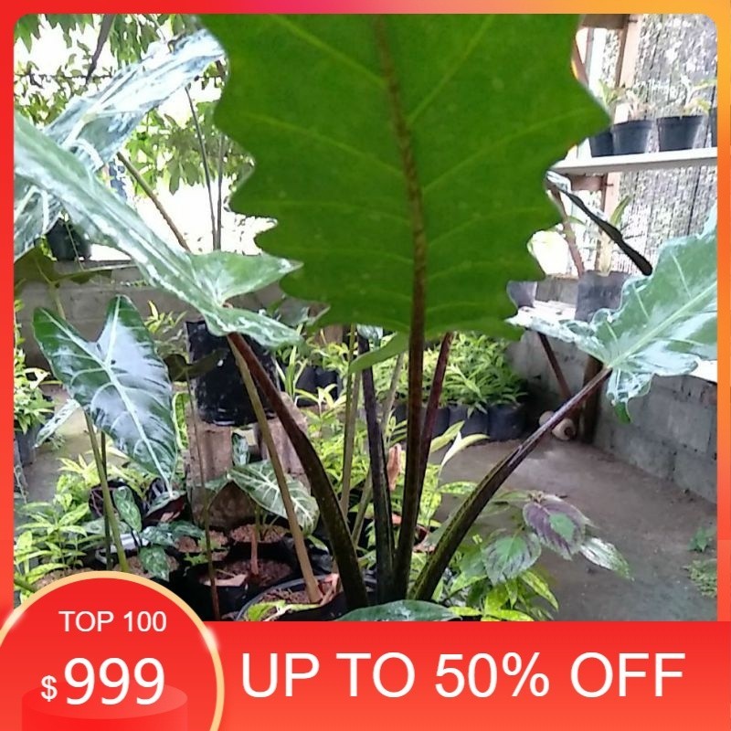 Tanaman Hias Bunga Keris Papua Batang Hitam Original