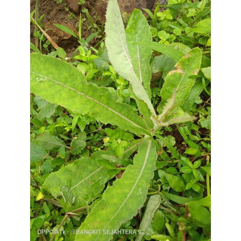 

PROMO daun tempuyung segar/fresh 500gram