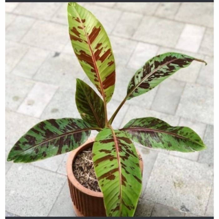 Bibit Bonggol Pohon Pisang Varigata Merah Atau Banana Blool Langka