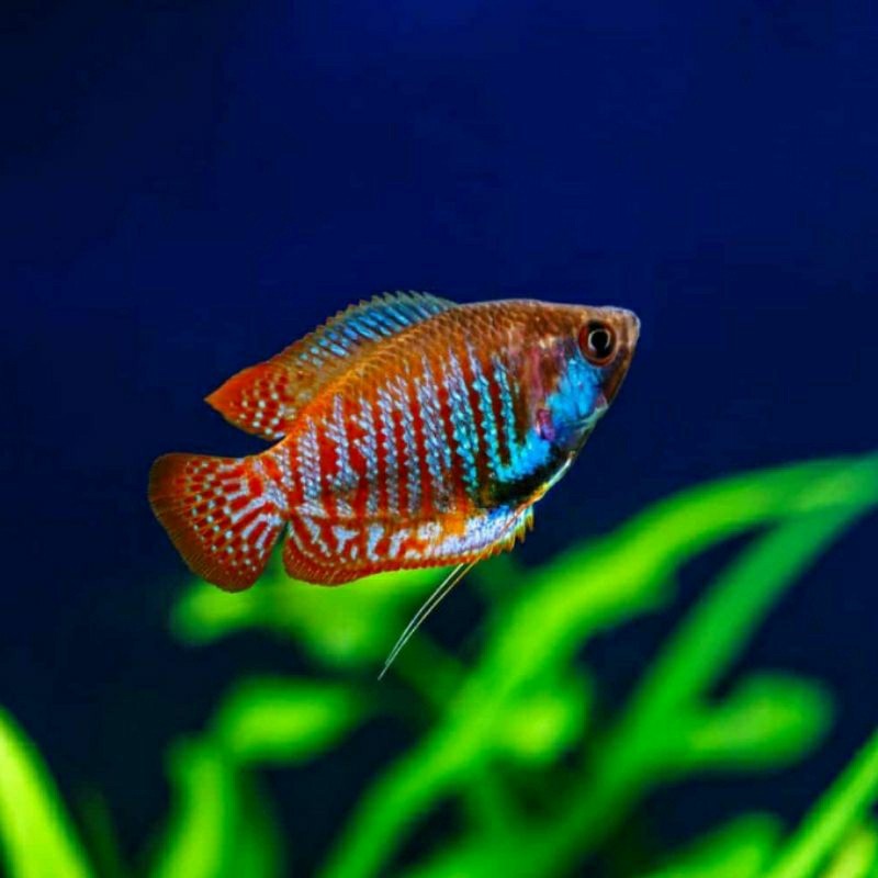Kebutuhan akuarium sepat biru gourami  biru garis merah / ikan sepat ralis gourami cowo gurame / lak