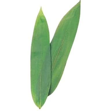 

jual daun bambu bungkus bakcang segar