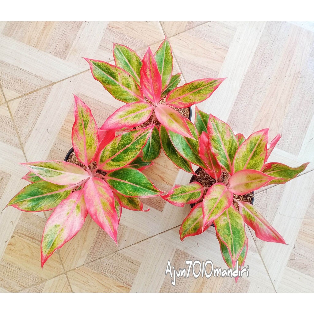 aglonema lipstik orange daun 10+