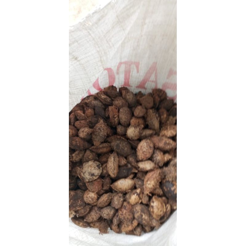

buah biji ketapang kering 10 kg (Terminalia catappa)