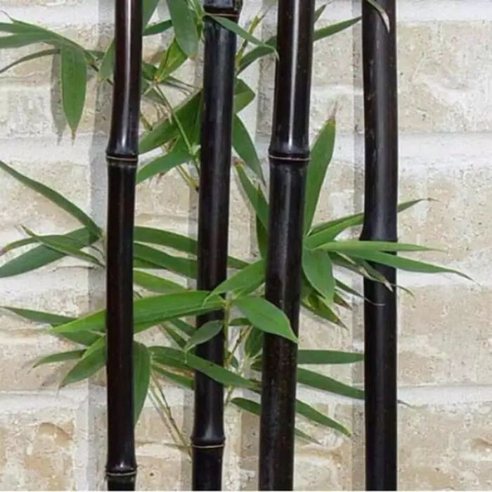 

Tanaman hias stek bambu hitam . .