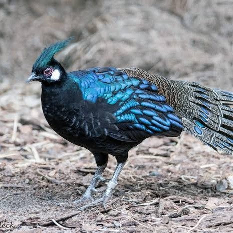 

Telur ayam hias ringneck palawan pheasant fertil untuk ditetaskan Langsung