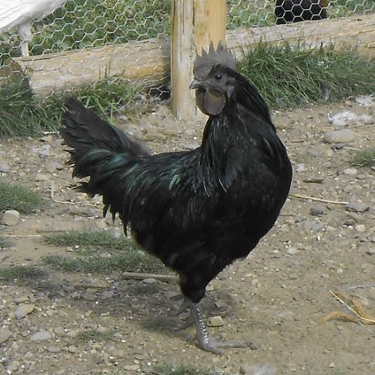 Telur ayam hias cemani lidah hitam siap ditetaskan - ayam cemani