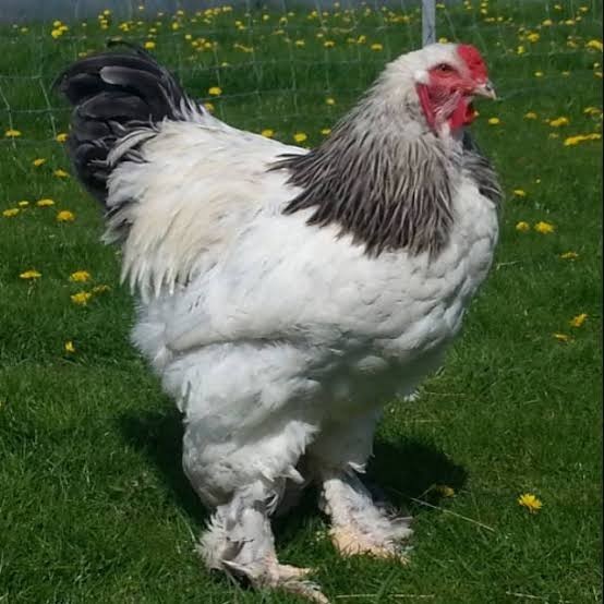 

Telur ayam hias brahma fertil siap ditetaskan