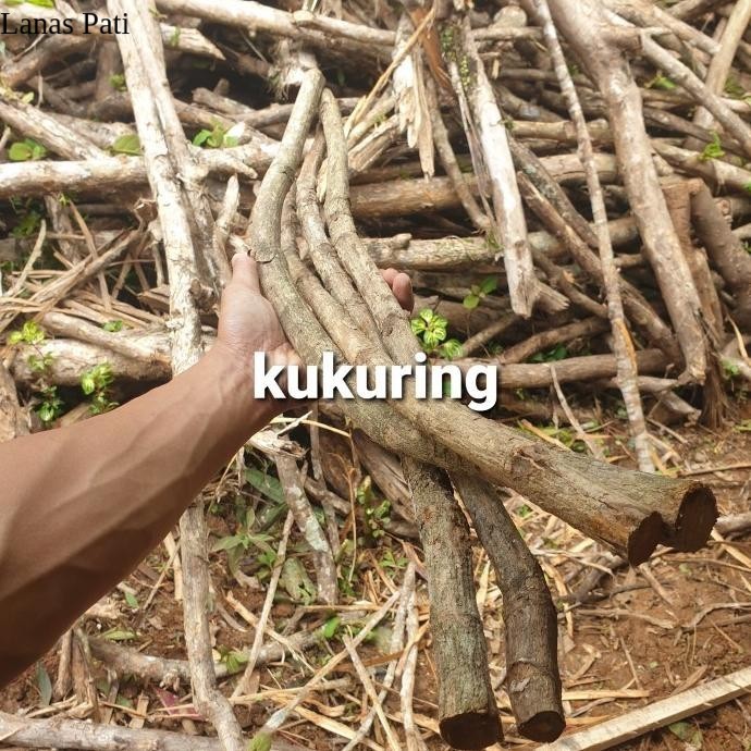 

kNtN Ranting kayu jati kerajinan dan turus tanaman hias - 70cm Murah XD8