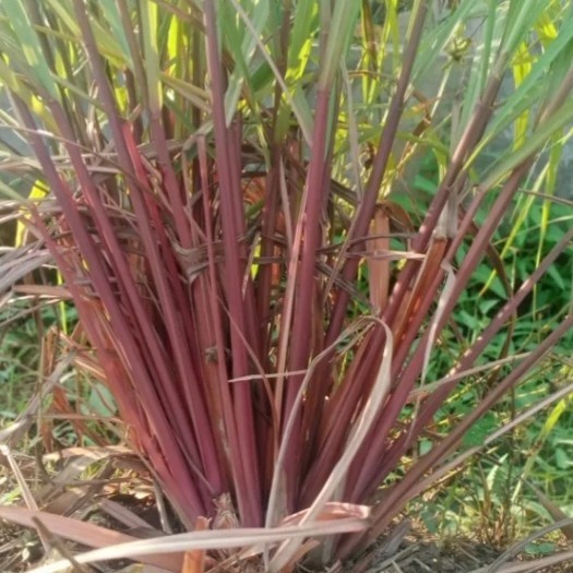 Promo serai merah/serai wangi 1kg