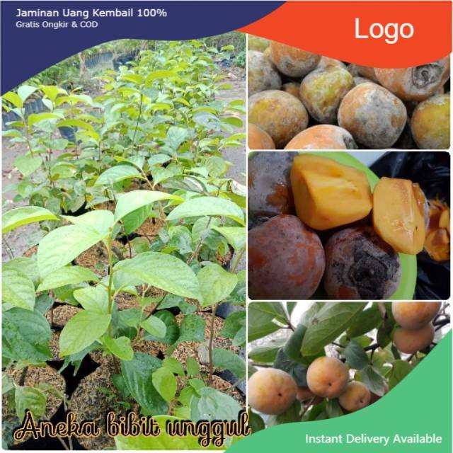 BIBIT BUAH KESEMEK - BIBIT KESEMEK -  BIBIT KESEMEK CANGKOK ANEKA BIBIT UNGGUL