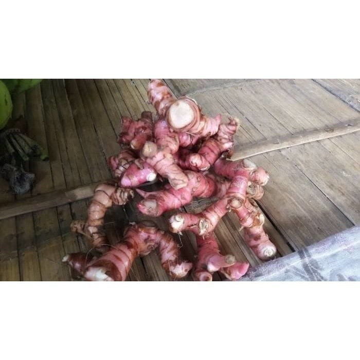 

Promo COD Laja Gowah Jahe Alas Segar 1kg A.L.H