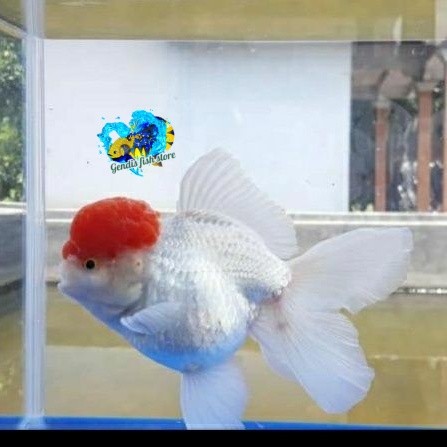Perlengkapan aquarium ikan mas koki red cup 10-12 cm oranda red cap jambul / ikan hias aquarium high