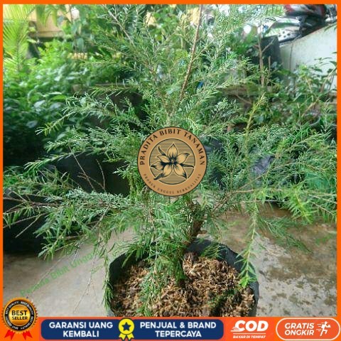 Bibit Tanaman Cucur Atap Langka/ Tanaman Obat Ujung Atap Bibit Tanaman Super Unggul PRADITA BIBIT TA